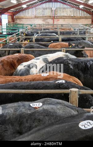 Mostrando bestiame ad una vendita di vitello di manzo, Kirkby Stephen, Cumbria, durante la pandemia di Covid-19. REGNO UNITO Foto Stock