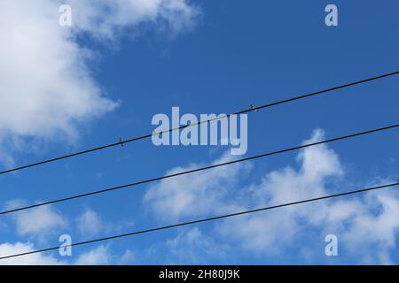 Tre linee elettriche contro un cielo azzurro con nuvole. Tre rondini si siedono sulla linea superiore. Preso in estate (Scozia) Foto Stock