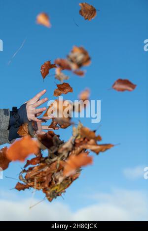 Donna che lancia foglie cadute in autunno, North Yorkshire, Regno Unito. Foto Stock