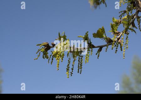 Il rovere verde soleggiato catkins e giovani fronde su un ramo contro un cielo blu chiaro Foto Stock