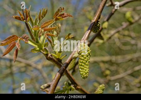 Cetini di noce verde e foglie giovani rosse Foto Stock