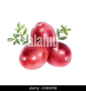 Dipinto a mano con acquerello e mirtilli rossi su sfondo bianco. Illustrazione di bacche Foto Stock