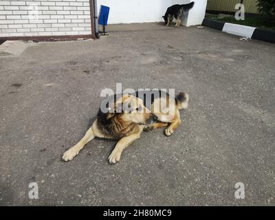 Un cane solitario triste randagio vicino all'ingresso di una casa in città. C'è un'etichetta sull'orecchio del cane che è stato vaccinato e sterilizzato. Foto Stock