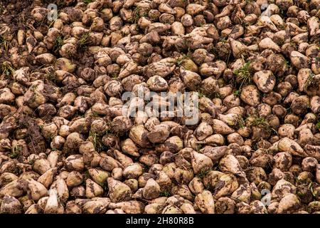 Un mucchio di barbabietole da zucchero mature dopo il raccolto autunnale Foto Stock