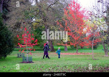 La famiglia cammina nei giardini vicino a colorati alberi autunnali con foglie rosse Styraciflula e Red Maple Acer rubrum ottobre Glory Kew Gardens Londra UK Foto Stock