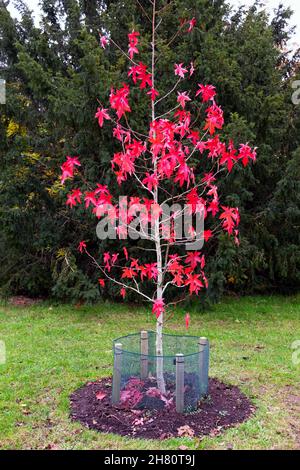 Giovane albero di Styraciflula (Ambra liquida) Royal Lodge con foglie rosse in autunno caduta in crescita a Kew Gardens Novembre 2021 Londra Inghilterra Regno Unito KATHY DEWITT Foto Stock