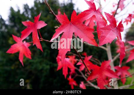 Foglie rosse primo piano del Royal Lodge albero di Styraciflula (Liquid Amber) in autunno caduta a Kew Gardens Novembre 2021 Londra Inghilterra Regno Unito KATHY DEWITT Foto Stock