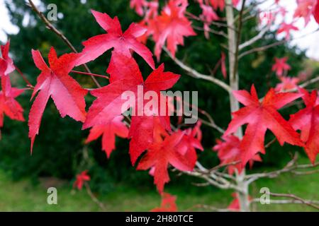 Foglie rosse primo piano del Royal Lodge albero di Styraciflula (Liquid Amber) in autunno caduta a Kew Gardens Novembre 2021 Londra Inghilterra Regno Unito KATHY DEWITT Foto Stock