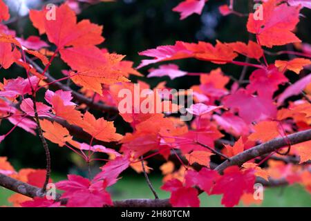 Red Maple Acer rubrum ottobre Gloria albero autunnale colorato con foglie rosse a Kew Gardens Surrey London UK novembre 2021 KATHY DEWITT Foto Stock