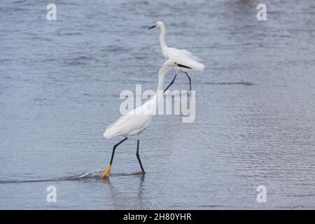 Cartagena de Indias, Colombia - Nov 21, 2010: Un paio di aironi bianchi, alla ricerca di cibo, vicino alla riva della spiaggia di Bocagrande Foto Stock