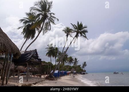 Cartagena de Indias, Colombia - 22 novembre 2010: Paesaggio di palme, sedie e bungalow mezzo-vuoto su una delle spiagge di Isla Baru, su una tempesta Foto Stock