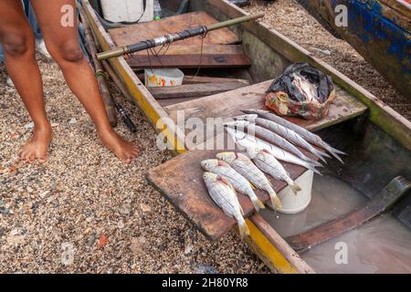 Cartagena de Indias, Colombia - 23 novembre 2010: Alcuni pescati, in vendita, su una delle spiagge rocciose vicino alla città, nei Caraibi colombiani Foto Stock