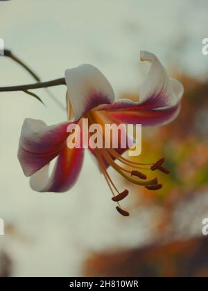 Un grande fiore di giglio preso in primo piano. Un bel fiore su uno sfondo sfocato. Foto Stock