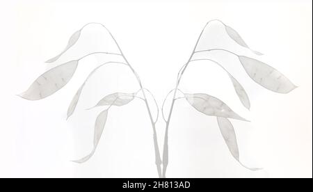 Onestà secca su sfondo bianco Foto Stock