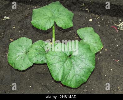 Primo piano di una giovane pianta di zucca o di zucca, piantine piantate nel suolo su un letto, all'aperto. Foto Stock