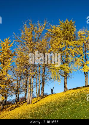 Foglie autunnali di ginkgo biloba con frutta in un giardino pubblico a Monaco, Baviera, Germania Foto Stock