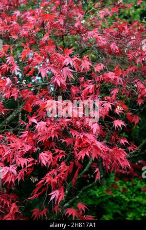 acer palmatum chitoseyama, acers, rosso brillante, rosso cremisi, foglie, fogliame, autunno, autunnale, autunno, ornamentale, albero, alberi, giardino, RM floreale Foto Stock