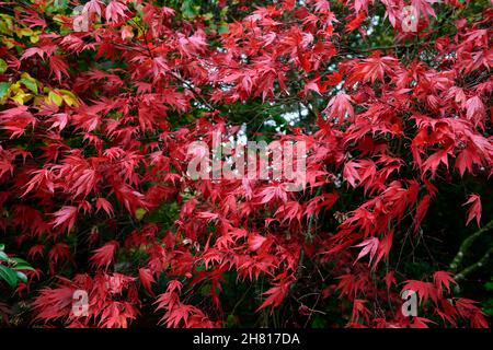 acer palmatum chitoseyama, acers, rosso brillante, rosso cremisi, foglie, fogliame, autunno, autunnale, autunno, ornamentale, albero, alberi, giardino, RM floreale Foto Stock