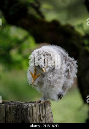 Ural Owl Chick graffiando Foto Stock