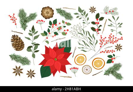 Natale natura decorazione illustrazione set, disegno a mano inverno pianta su isolato sfondo bianco. Collezione di disegno in foglie naturali con fiore, h Illustrazione Vettoriale