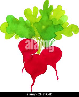 Acquerello vettoriale verdure rafano annata, pittura, verdura Illustrazione Vettoriale