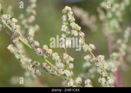 Weißer Gänsefuß, Samen, Samenstände, Gänsefuß, Gänsefuss, Weisser Gänsefuss, Weiß-Gänsefuß, Ackermelde, Melde, Falsche-Melde, Album di Chenopodium, agnello' Foto Stock