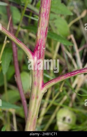 Weißer Gänsefuß, Gänsefuß, Gänsefuss, Weisser Gänsefuss, Weiß-Gänsefuß, Stängel, Pflanzenstängel, Ackermelde, Melde, Falsche-Melde, Album di Chenopodium, Foto Stock