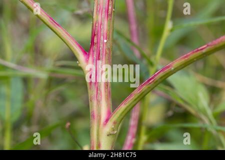 Weißer Gänsefuß, Gänsefuß, Gänsefuss, Weisser Gänsefuss, Weiß-Gänsefuß, Stängel, Pflanzenstängel, Ackermelde, Melde, Falsche-Melde, Album di Chenopodium, Foto Stock