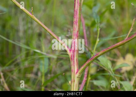 Weißer Gänsefuß, Gänsefuß, Gänsefuss, Weisser Gänsefuss, Weiß-Gänsefuß, Stängel, Pflanzenstängel, Ackermelde, Melde, Falsche-Melde, Album di Chenopodium, Foto Stock