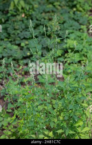 Weißer Gänsefuß, Gänsefuß, Gänsefuss, Weisser Gänsefuss, Weiß-Gänsefuß, Ackermelde, Melde, Falsche-Melde, Chenopodium album, agnello, quarti, melde, g Foto Stock