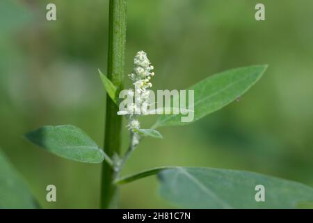 Weißer Gänsefuß, Blüten, blühend, Blüte, Gänsefuß, Gänsefuss, Weisser Gänsefuss, Weiß-Gänsefuß, Ackermelde, Melde, Falsche-Melde, album di Chenopodium, l Foto Stock