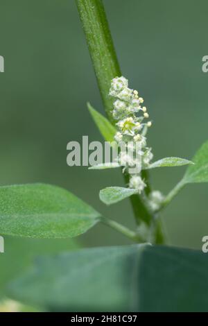 Weißer Gänsefuß, Blüten, blühend, Blüte, Gänsefuß, Gänsefuss, Weisser Gänsefuss, Weiß-Gänsefuß, Ackermelde, Melde, Falsche-Melde, album di Chenopodium, l Foto Stock