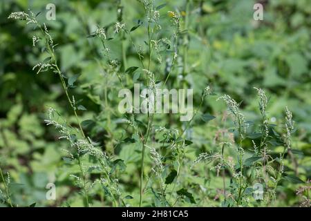 Weißer Gänsefuß, Gänsefuß, Gänsefuss, Weisser Gänsefuss, Weiß-Gänsefuß, Ackermelde, Melde, Falsche-Melde, Chenopodium album, agnello, quarti, melde, g Foto Stock