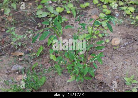 Weißer Gänsefuß, Gänsefuß, Gänsefuss, Weisser Gänsefuss, Weiß-Gänsefuß, Ackermelde, Melde, Falsche-Melde, Chenopodium album, agnello, quarti, melde, g Foto Stock