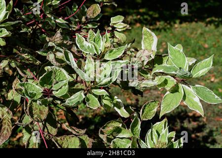 Foglie bianche e verdi delicate di arbusto di Cornus alba, noto come legno di doglio rosso, bianco o siberiano, e foglie verdi in un giardino in una sorgente soleggiata d Foto Stock