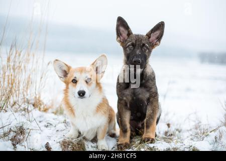 Due cani, un gallese Corgi Pembroke e un pastore tedesco cucciolo, seduto nella neve Foto Stock