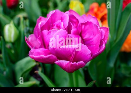 Primo piano di un grande tulipano rosa a doppia fioritura in piena fioritura in un giardino di primavera soleggiato, bello sfondo floreale all'aperto fotografato wit Foto Stock