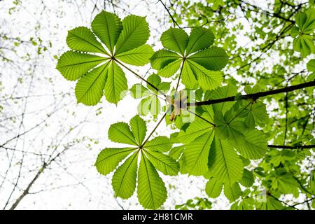 Piccole foglie verdi fresche su rami di un albero di castagno verso il cielo nuvoloso bianco chiaro, in un giardino in una giornata di primavera soleggiata Foto Stock