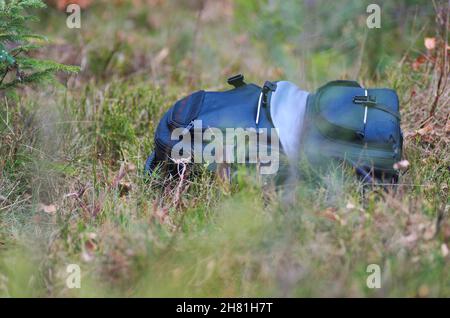 Zaino sdraiato in erba, foresta natura sullo sfondo. Foto Stock