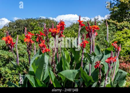 Canna x generalis fioritura in Nuova Zelanda Foto Stock