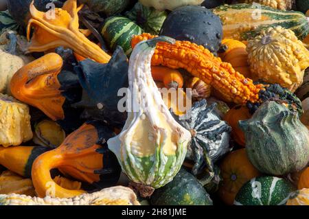 Raccolta autunnale di zucche nell'Oregon centrale Foto Stock