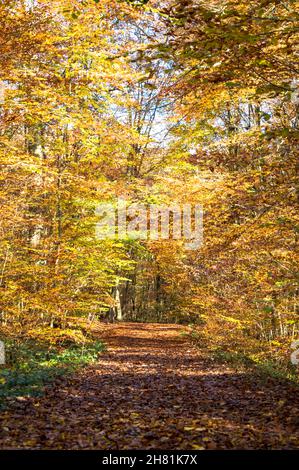 Wald in bunten wamen Farben alles ist ruhig und still Foto Stock