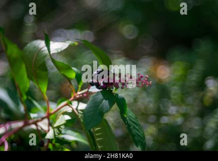 Autunno - arbusto con frutti interessanti sotto forma di uva e colore sullo sfondo del bokeh Foto Stock