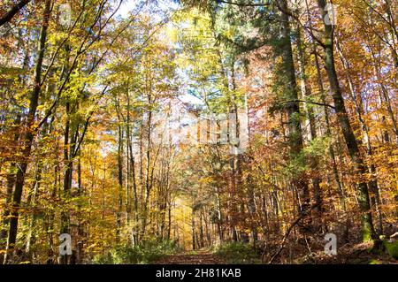 Wald in bunten wamen Farben alles ist ruhig und still Foto Stock