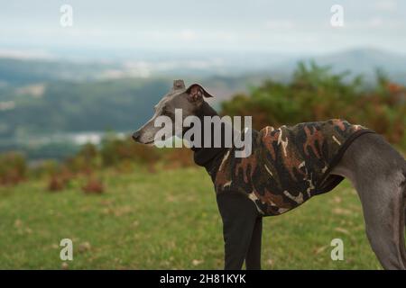 Piccolo levriero grigio sulla vetta di una montagna in inverno Foto Stock