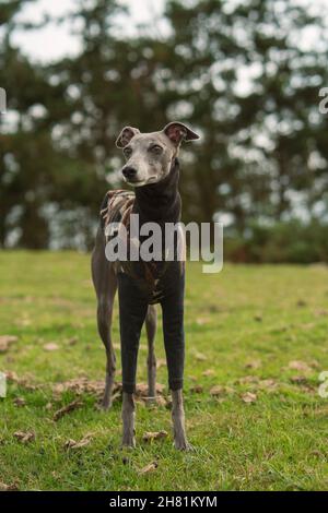 Piccolo levriero grigio sulla vetta di una montagna in inverno Foto Stock
