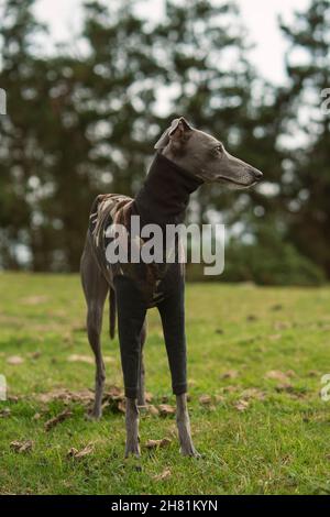 Piccolo levriero grigio sulla vetta di una montagna in inverno Foto Stock