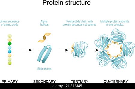 Struttura proteica. Dalla sequenza lineare di amminoacidi, eliche alfa e sequenza lineare alla catena polipeptidica e subunità proteiche multiple in una co Illustrazione Vettoriale