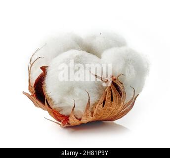 fiore di piante di cotone isolato su sfondo bianco Foto Stock