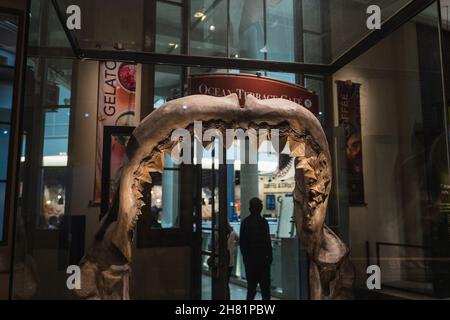 Megalodon Shark Jaw replica di montaggio in Smithsonian Foto Stock